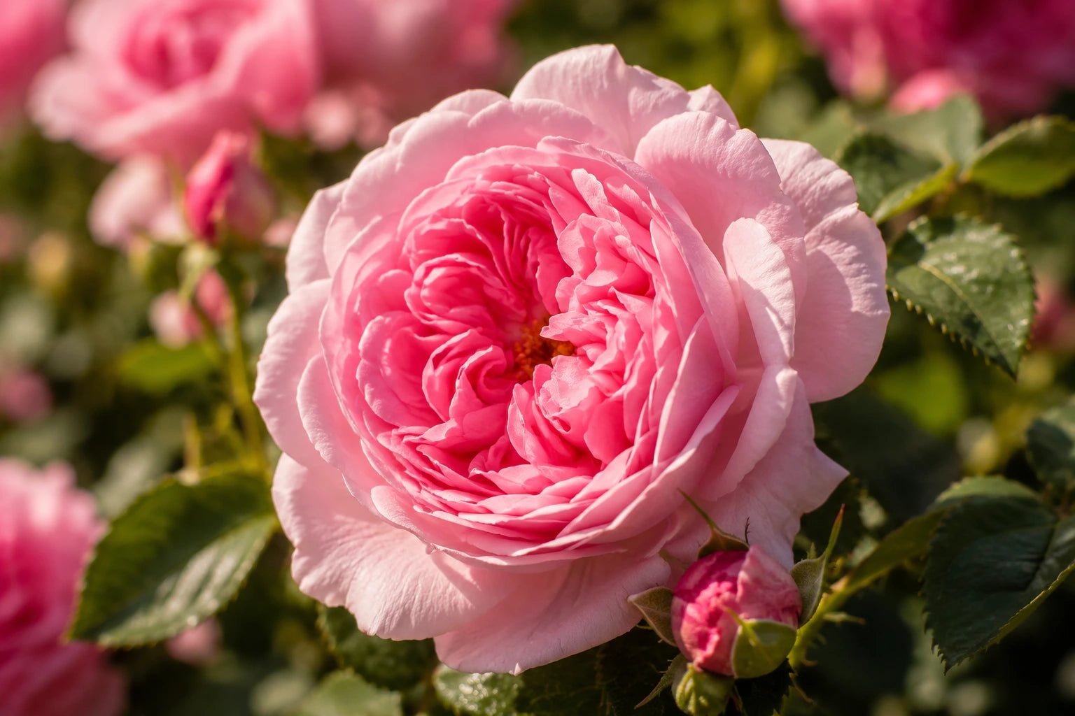 Rose de Grasse en gros plan, fleur emblématique utilisée en parfumerie